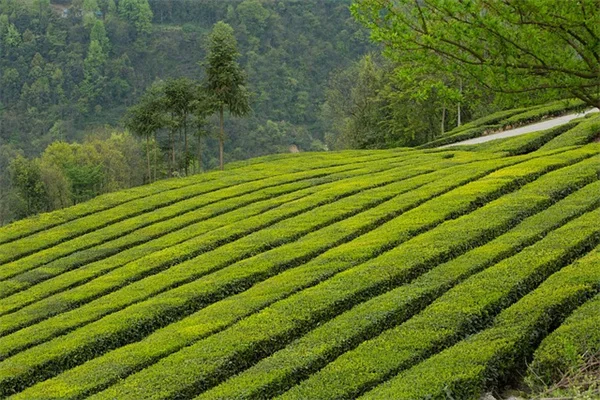 11月の観葉植物、害虫対策は3つのステップで決まる